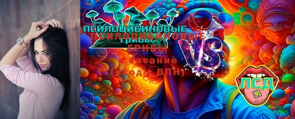 стаф Вязьма